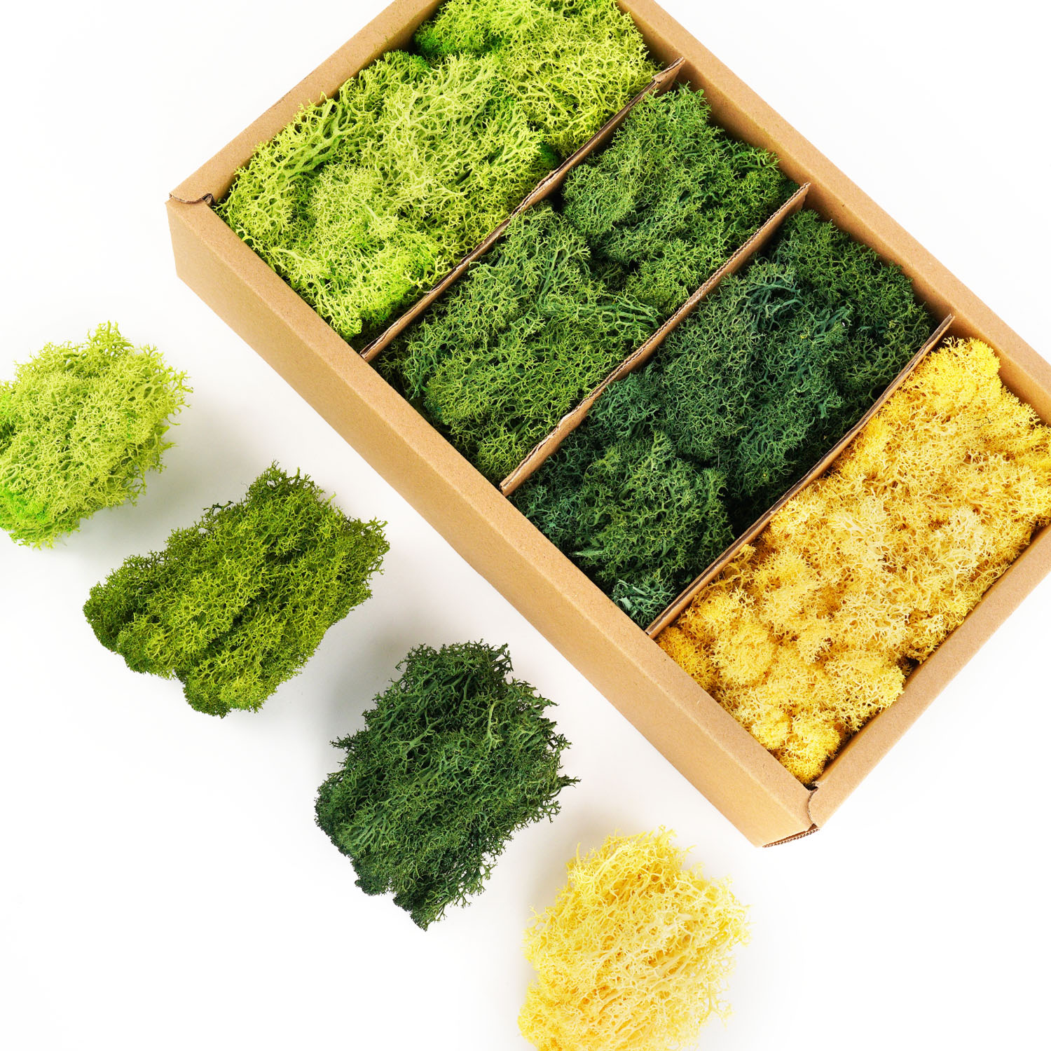 Artificial Green Plants Eterna - Terrarium Moss Art ulasan dan harga