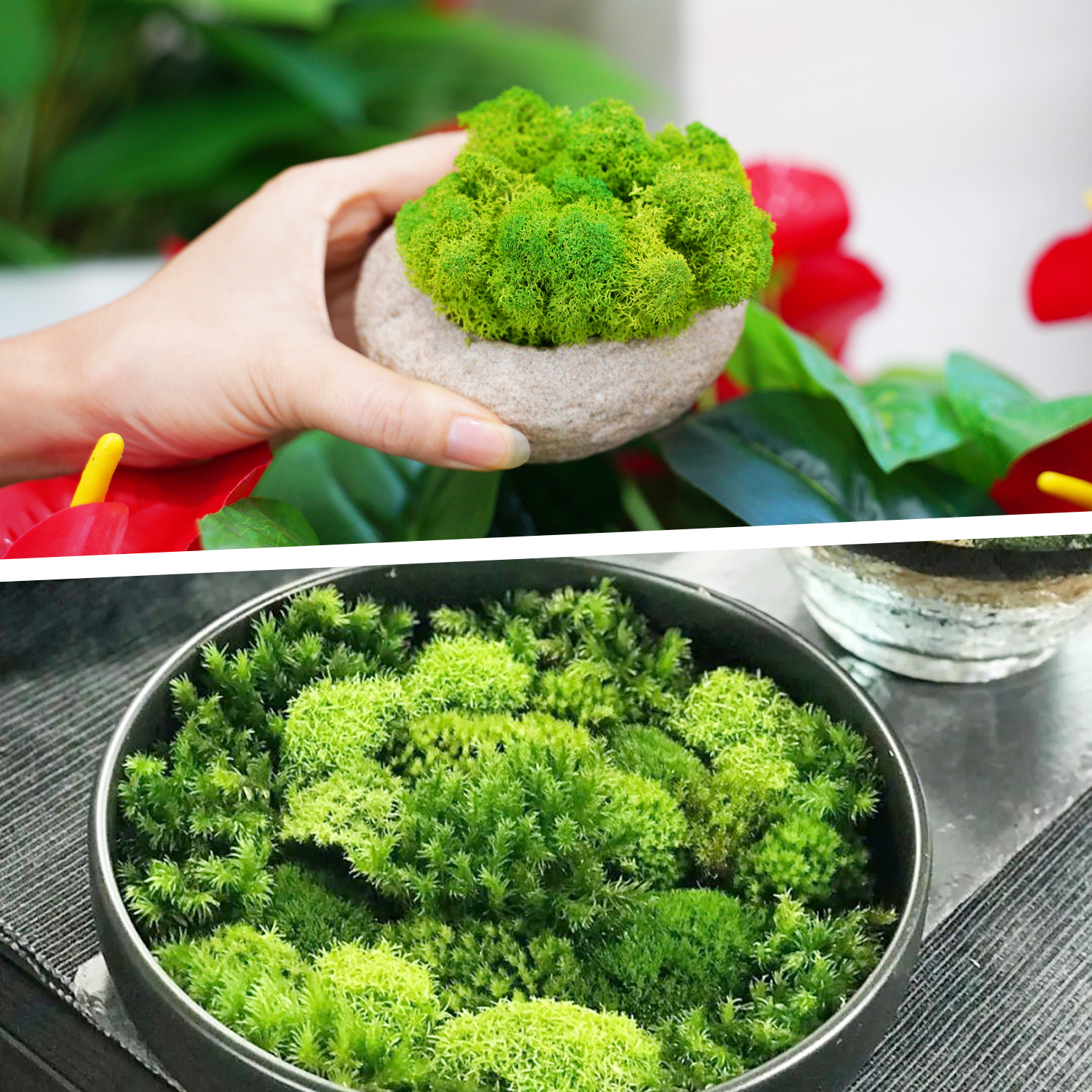 Artificial Green Plants Eterna - Terrarium Moss Art ulasan dan harga