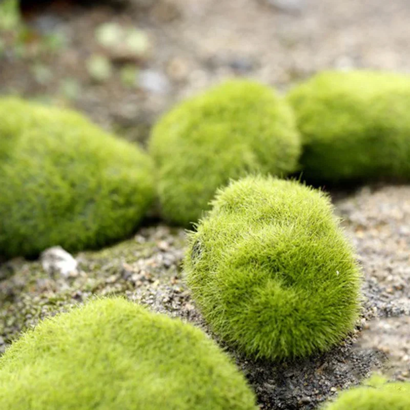 Fake Stone Artificial Moss Roc - Terrarium Moss Art ulasan dan harga